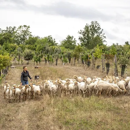 Domaine De Saint-gery - Teritoria 4* Lascabanes