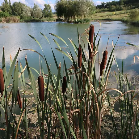 Szálloda Domaine De Saint-gery - Teritoria Lascabanes