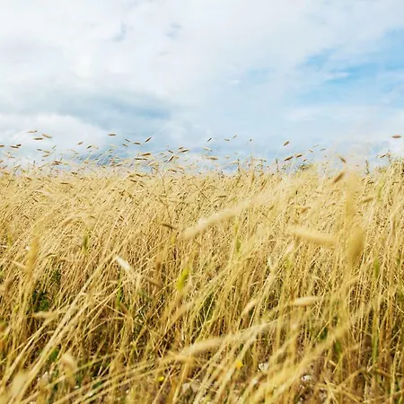 Domaine De Saint-gery - Teritoria Lascabanes